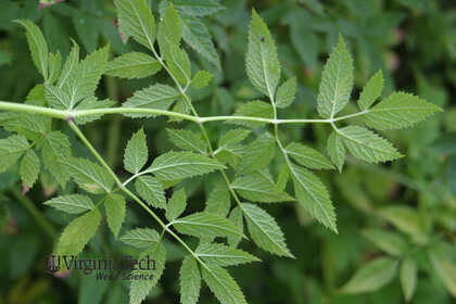 Weed photograph 4