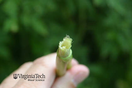 Weed photograph 5