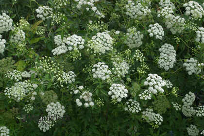 Weed photograph 6