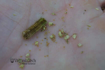 Weed photograph 2