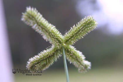 Weed photograph 4