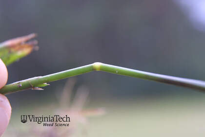 Weed photograph 5