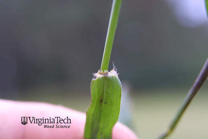 Weed photograph 6