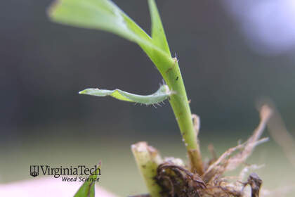 Weed photograph 7