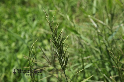 Weed photograph 1