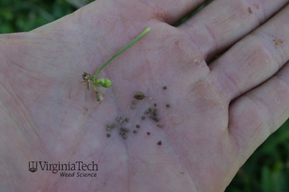 Weed photograph 1