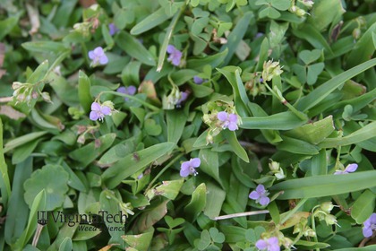 Weed photograph 2