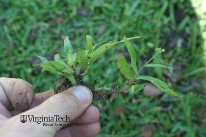 Weed photograph 3