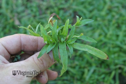 Weed photograph 4