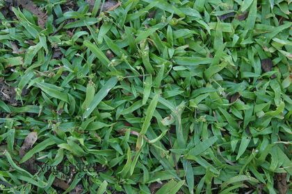 Weed photograph 5