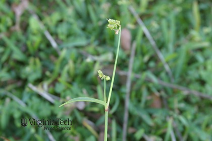 Weed photograph 6