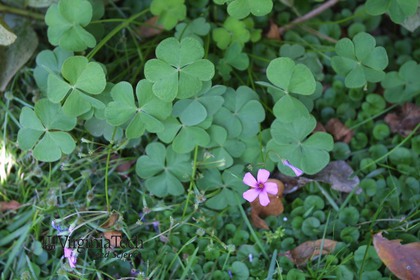 Weed photograph 1