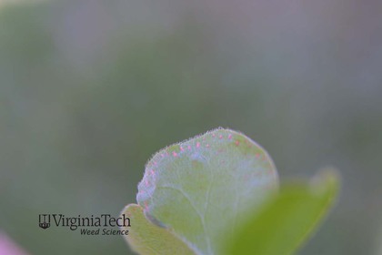 Weed photograph 2