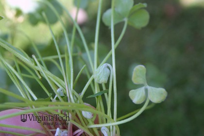 Weed photograph 3