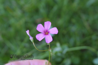 Weed photograph 4