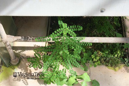 Weed photograph 1