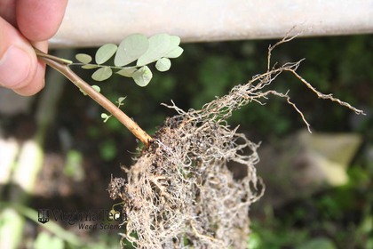 Weed photograph 2