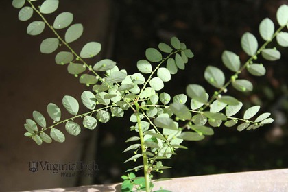 Weed photograph 3