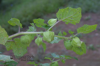 Weed photograph 2