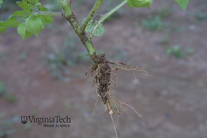 Weed photograph 3