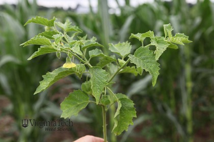 Weed photograph 4