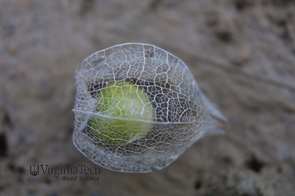 Weed photograph 5