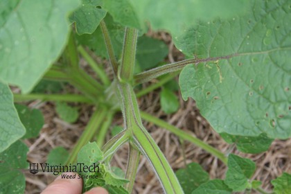 Weed photograph 7