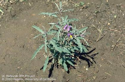 Weed photograph 4