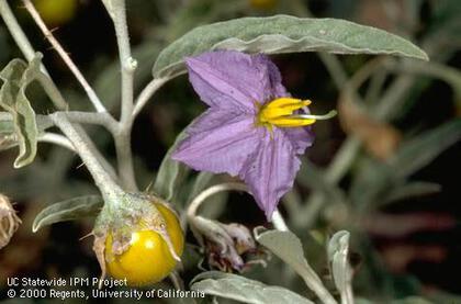 Weed photograph 5