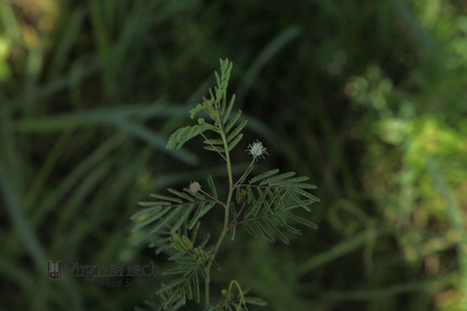 Weed photograph 1