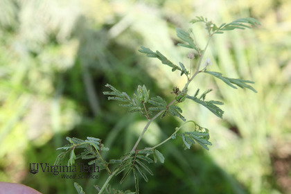 Weed photograph 2