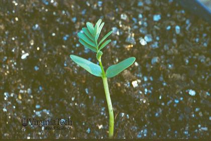 Weed photograph 3