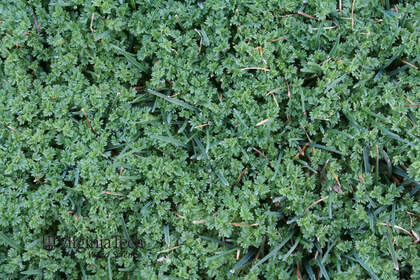 Weed photograph 1