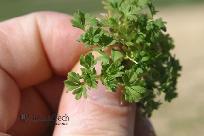 Weed photograph 3