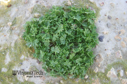 Weed photograph 4