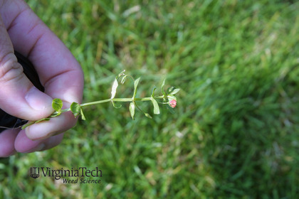 Weed photograph 2