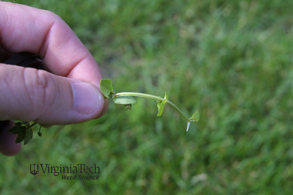 Weed photograph 3