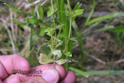 Weed photograph 4