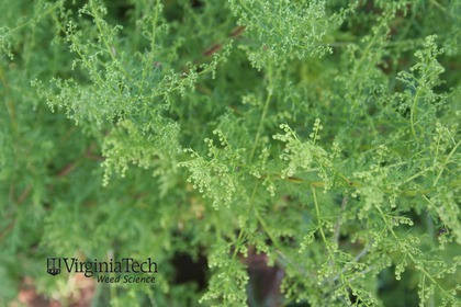 Weed photograph 1