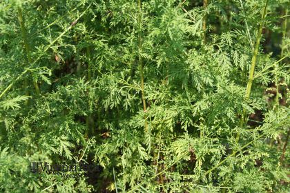 Artemisia annua (annual wormwood, sweet sagewort): Go Botany