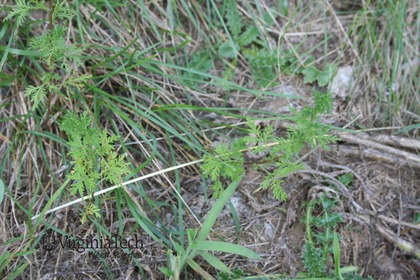 Weed photograph 4