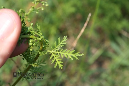 Artemisia annua (annual wormwood, sweet sagewort): Go Botany