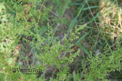 Artemisia annua (annual wormwood, sweet sagewort): Go Botany