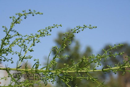 Weed photograph 7