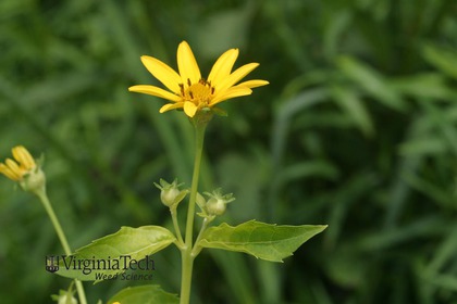 Weed photograph 2