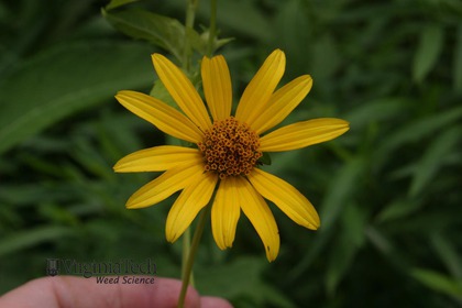 Weed photograph 3