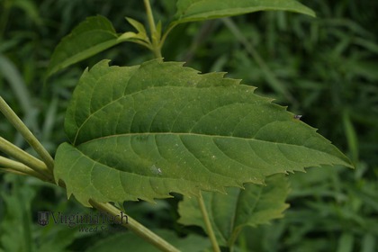 Weed photograph 4