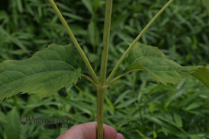 Weed photograph 5