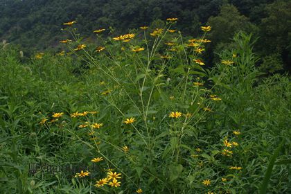 Weed photograph 6