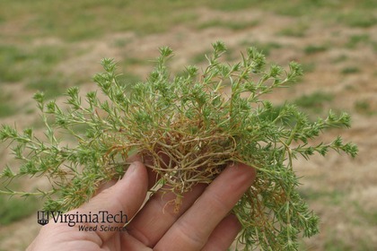Weed photograph 2